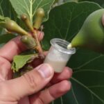 ما فوائد حليب التين للوجه وللبشرة؟